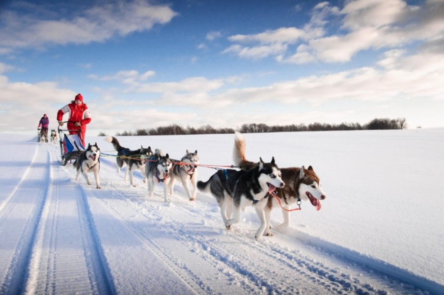 Quelle est la meilleure race de chien de traîneau ?