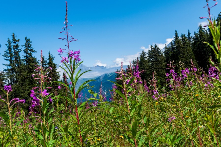 Découvrir Courchevel en été : une expérience inoubliable