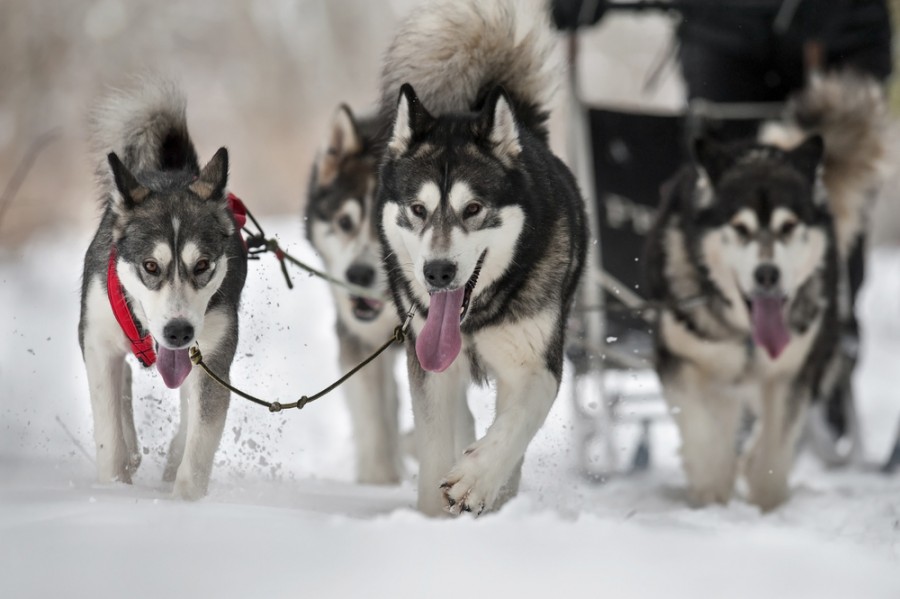 Quelles sont les races de chiens de traîneau les plus faciles à dresser ?