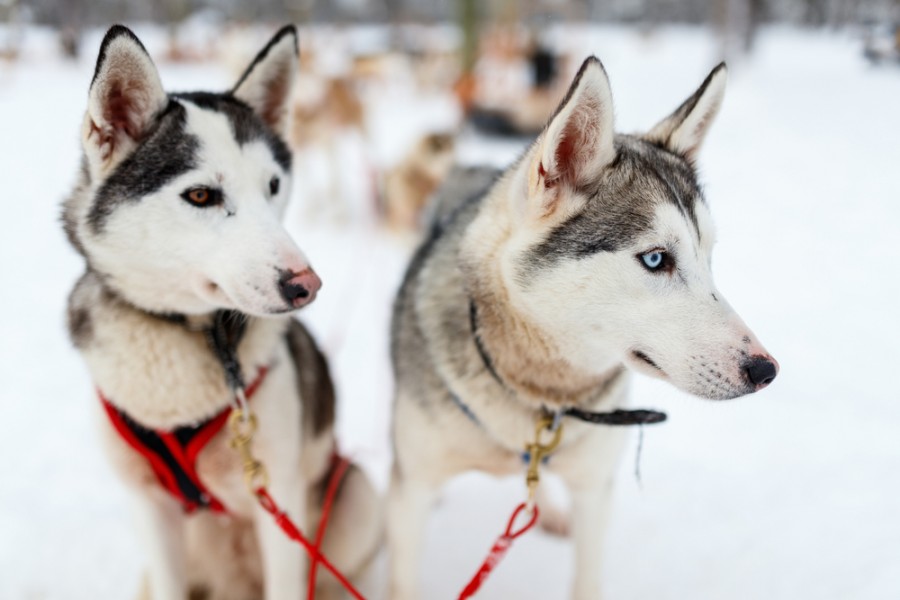 Quels sont les chiens de traîneau ?