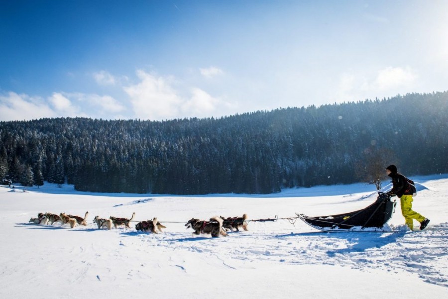 Réaliser une balade en chien de traineau dans le Jura